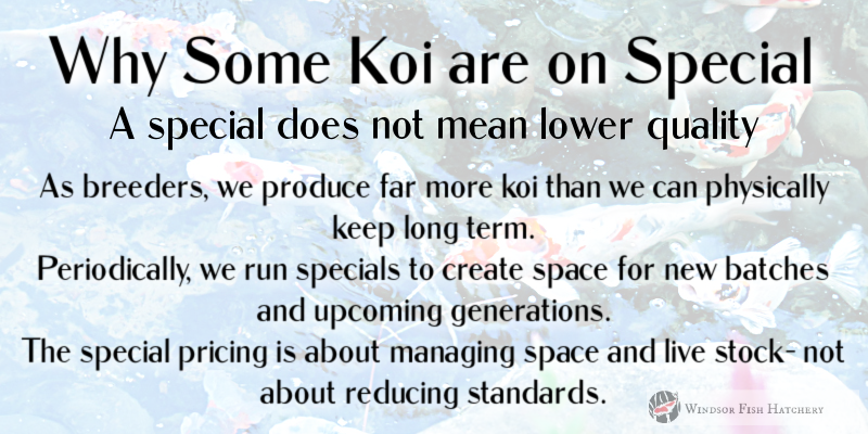 koi-specials-explained.png koi-specials-explained.png