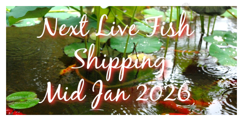 next-goldfish-shipping-2026.png next-goldfish-shipping-2026.png