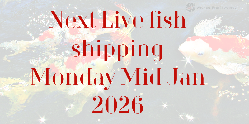 next-live-fish-shipping-2026.png next-live-fish-shipping-2026.png