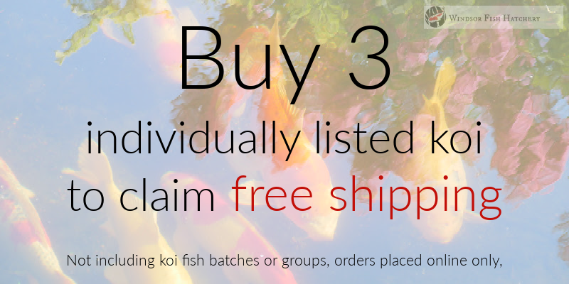 promo-banner-for-buying-koi-fish.png