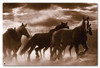 Running Horses Metal Sign 24 x 16 Inches