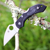 Spyderco Dragonfly 2 Wharncilffe C28FPWCBK2, 2.28" VG-10 Blade,  Black FRN Handle