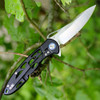 Artisan Dragonfly ATZ1801GBKS, 3.94" S35VN SS Plain Blade, Black TC4 Titanium Handle