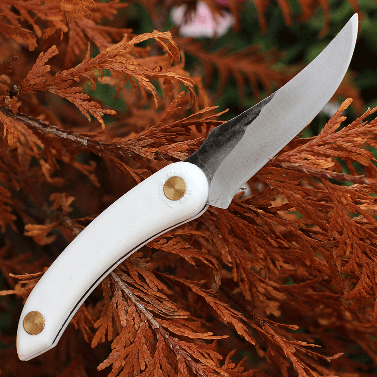 Svord Amerikiwi Skinner - White (3.5" 15N20 Satin) AMKIW