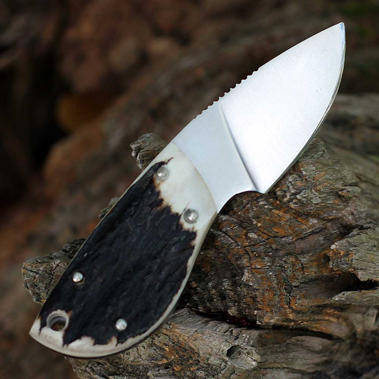 Caper knife 2.38" blade and rugged stag handle Boker Arbolito 02BABA530H