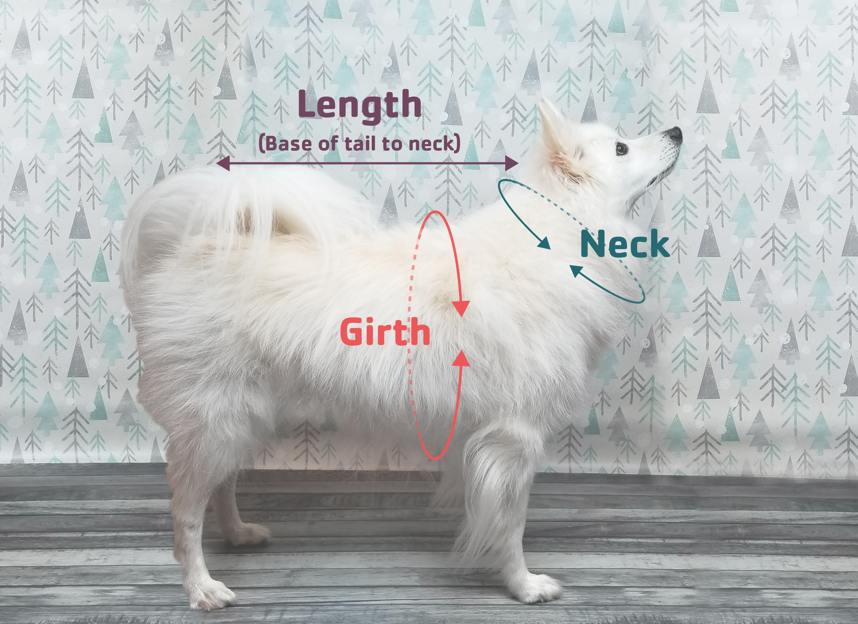 where do you measure girth on a dog