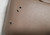 1999 2000 2001 2002 Lincoln Continental Front Seat Back Panel Tan LH or RH