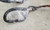 1998 99 00 01 02 2003 Jaguar XJR VDP SC Transmission Return Oil Cooler Hose Set Supercharged