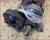 1998 99 00 01 02 2003 Jaguar XJ8 SWB Transmission Drive Shaft Propshaft NND5800EC