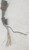 1989 1990 Thunderbird SC 3.8L DIS Female Wire Harness Pig Tail