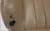 1995 1996 1997 Jaguar XJ6 Right Left Seat Back Cushion Trim Tan SDC