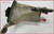 2004 05 06 2007 Jaguar XJ8 XJR Power Steering Reservoir 2W93-3R700-AB