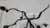 1996 Lincoln Mark VIII Engine Fuel Harness Complete V8 F6LB-12A522 P260G
