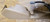 Seat Switch Trim RH Mocha LX 1993-1997 Thunderbird Cougar Grade A
