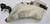1998 99 00 2002 Lincoln Continental Wiper Washer Fluid Reservoir with Fill Tube and Pump