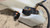 2002 2003 Jaguar X-Type X Type Windshield Washer Tank 1X43-17B613-AE