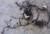 Engine Bay Harness with Fuse Box 1989 Thunderbird SC Cougar XR7