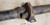 2002 2003 Jaguar X-Type X Type AWD Driveshaft Drive Shaft
