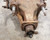 1998 1999 2000 2001 2002 2003 Jaguar XJR Rear Differential