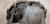 2000 2001 2002 Lincoln LS REAR DIFFERENTIAL V8 V6 3.31 XW4W-4A028-BA