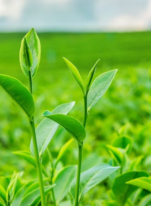 Natural Health and Wellness