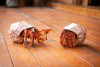 MakeBug  B0008 Bring Nature Home Hermit Crab 3D Kraft Paper Puzzle