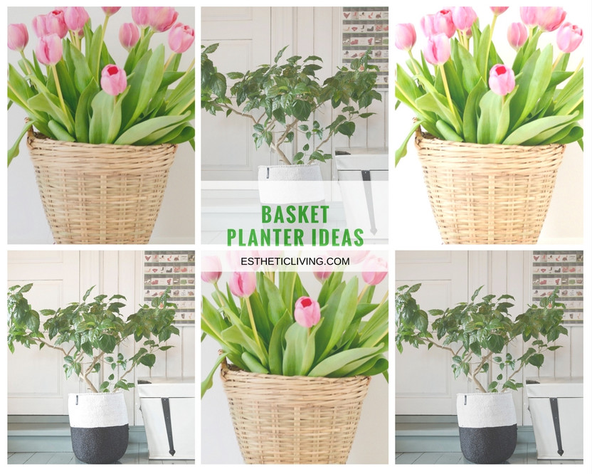 How to Use Baskets As Planters 