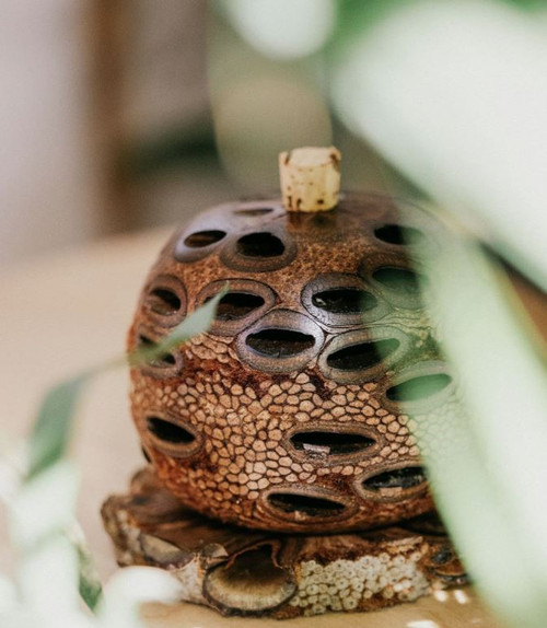 Medium Aroma Banksia Pod Diffuser