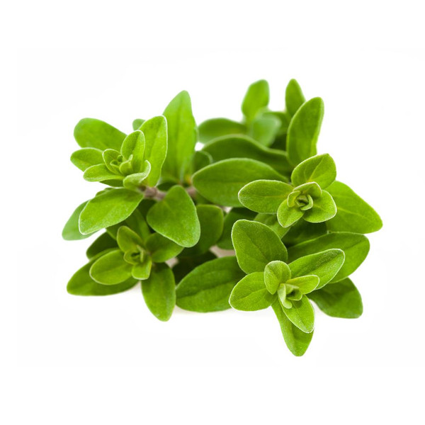 Marjoram essential oil