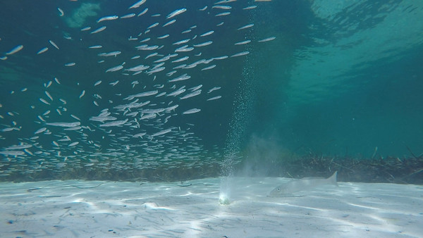 Fish Bait Bombs - here they come!!