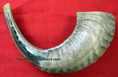 Traditional Half Polished Shofar