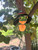 stained glass halloween tree frog suncatcher