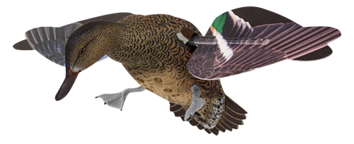 Avian X AVXPFLHT PowerFlight Hen Green-Winged Teal spinning wing decoy                                                                                                                                  