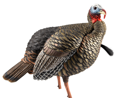 Avian X AVXAVX8105 HDR Jake Turkey Decoy Multi Color                                                                                                                                                    