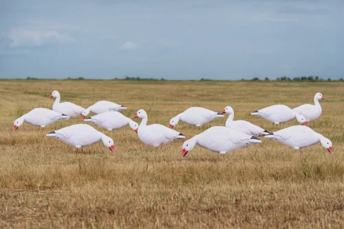 Pro-Grade SILHOUETTE DECOYS SNOW GOOSE