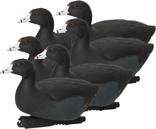 AVERY OVER SIZED COOTS 6PK