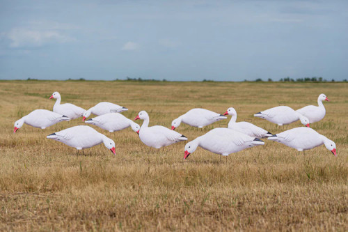 PRO-GRADE SILHOUETTE DECOYS SNOW GOOSE