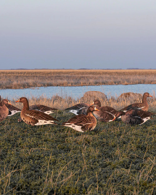 PRO-GRADE SILHOUETTE DECOYS SPECKLEBELLY 
