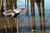 MOJO ES PINTAIL
