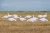 Pro-Grade SILHOUETTE DECOYS SNOW GOOSE