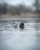 FINISHER SWIMMER PINTAIL DRAKE