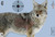Birchwood Casey Pregame Targets - Coyote 16.5"x24" 3 Pack