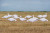 PRO-GRADE SILHOUETTE DECOYS SNOW GOOSE