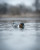 FINISHER SWIMMER PINTAIL DRAKE