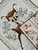 Baby - Crib / Q-BC-26: Bambi and Thumper