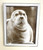 Wall Art - Words of Wisdom / HD-WAWI-8012: Engraved Image: Seal - 8 x 11 Engraving - Silver Frame