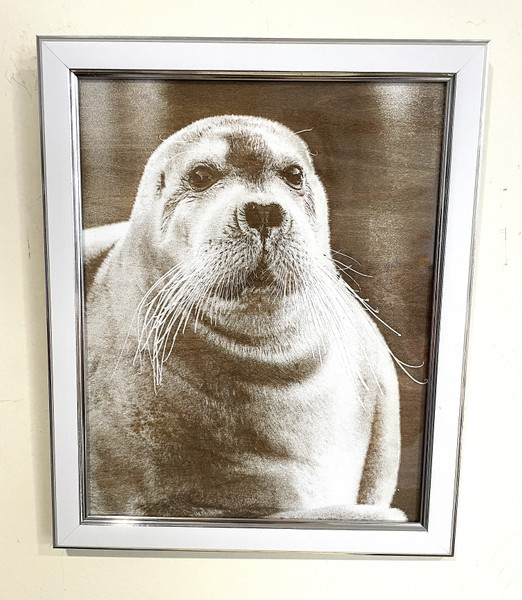 Wall Art - Words of Wisdom / HD-WAWI-8012: Engraved Image: Seal - 8 x 11 Engraving - Silver Frame