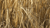 Cocus Cereals Compact
