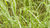 Cocus Herbage Compact