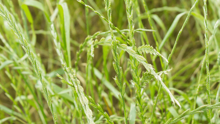 Cocus Herbage Compact